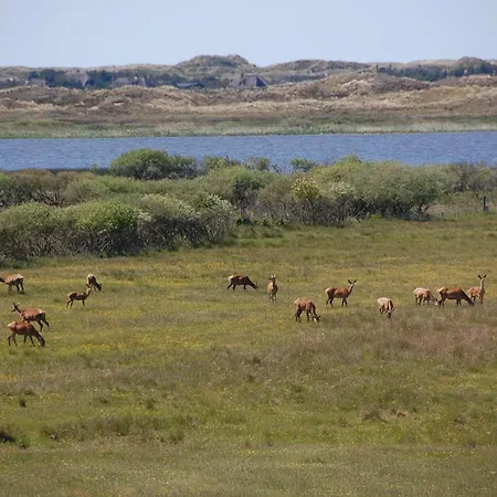 Tane Hedevej X Vakantiehuis Blåvand